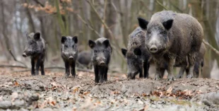 The Hogs of Keechi Creek Ranch