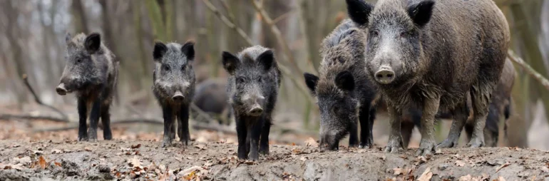 The Hogs of Keechi Creek Ranch