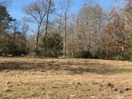 hog field