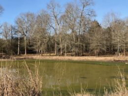 hog pond